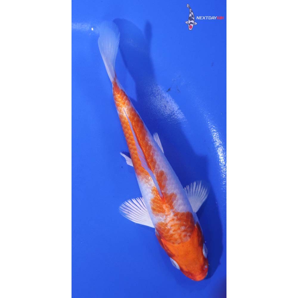 5” Imported Hariwake