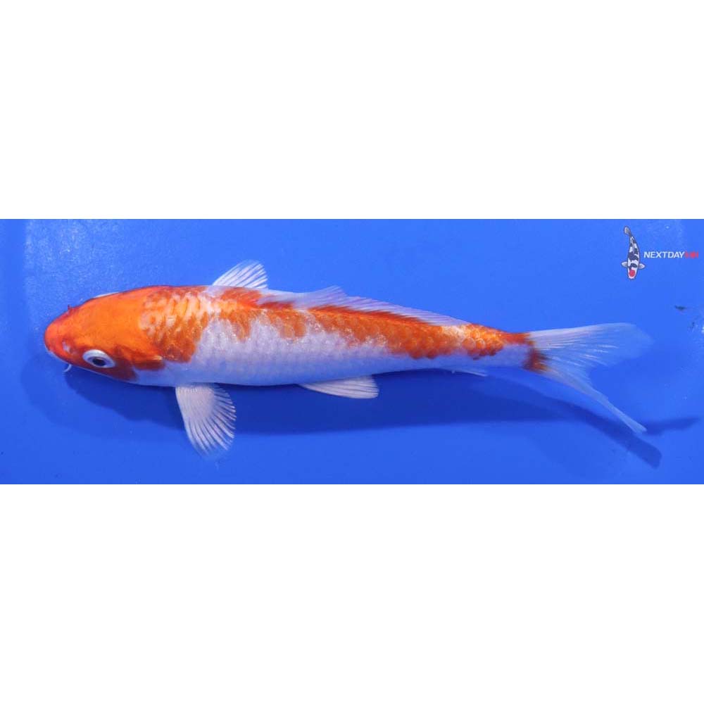 5” Imported Hariwake