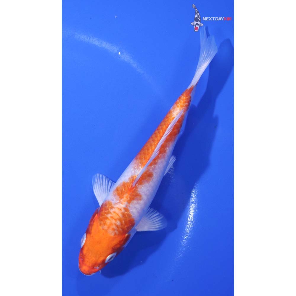 5” Imported Hariwake