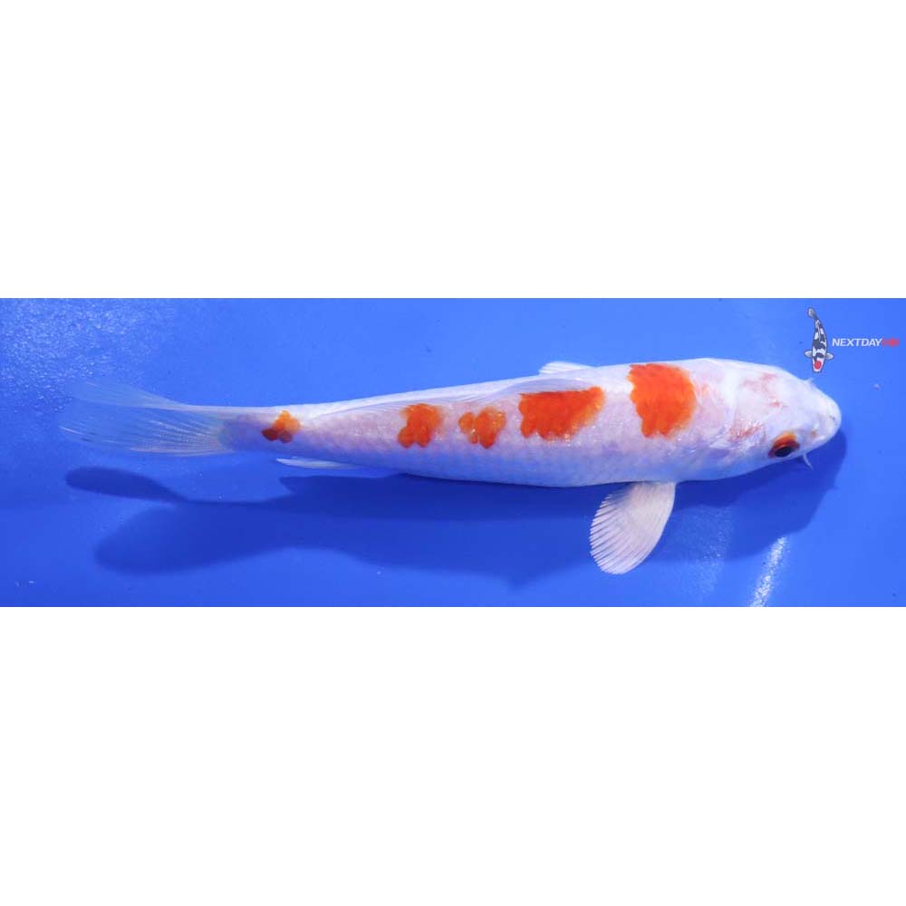 5” Imported Hariwake