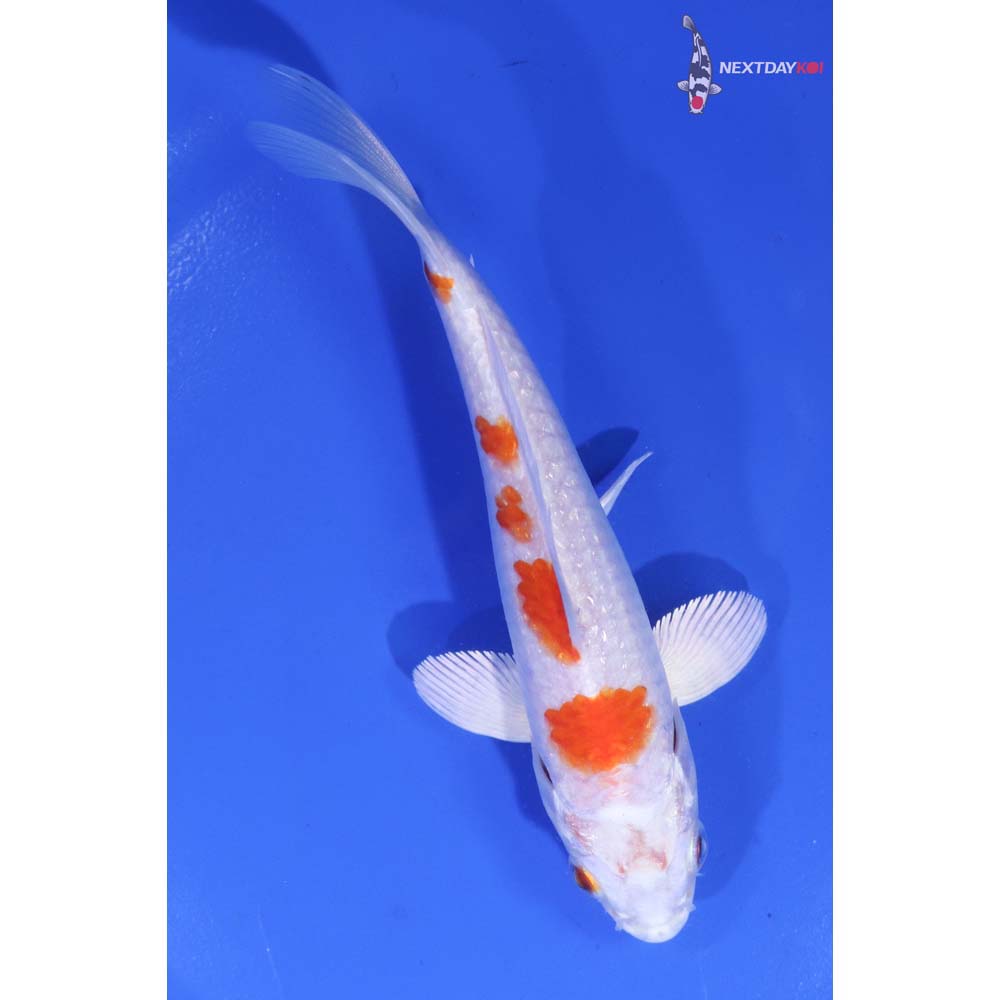 5” Imported Hariwake