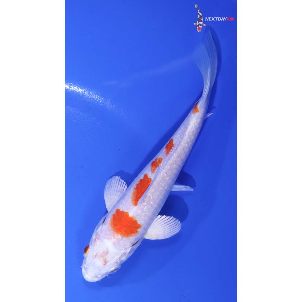 5” Imported Hariwake