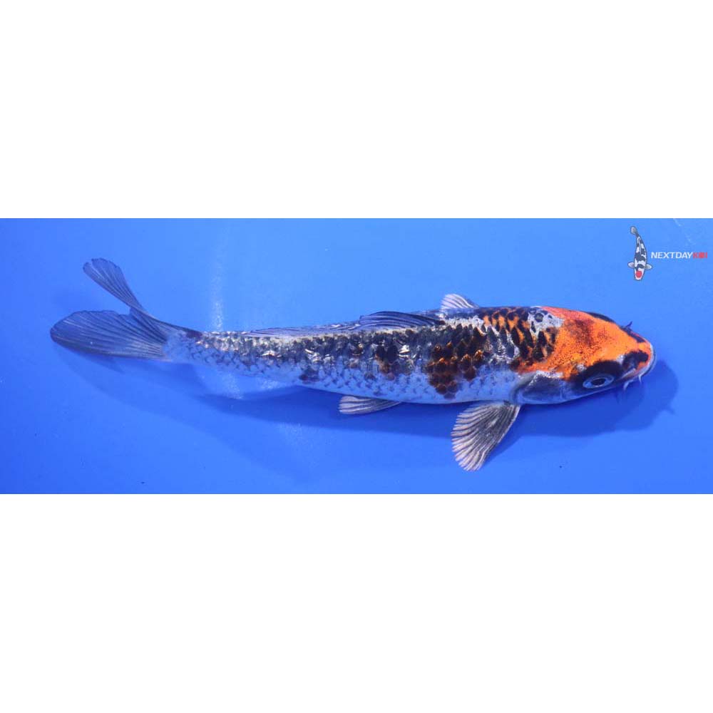 5.5” Imported Gin Rin Kujaku
