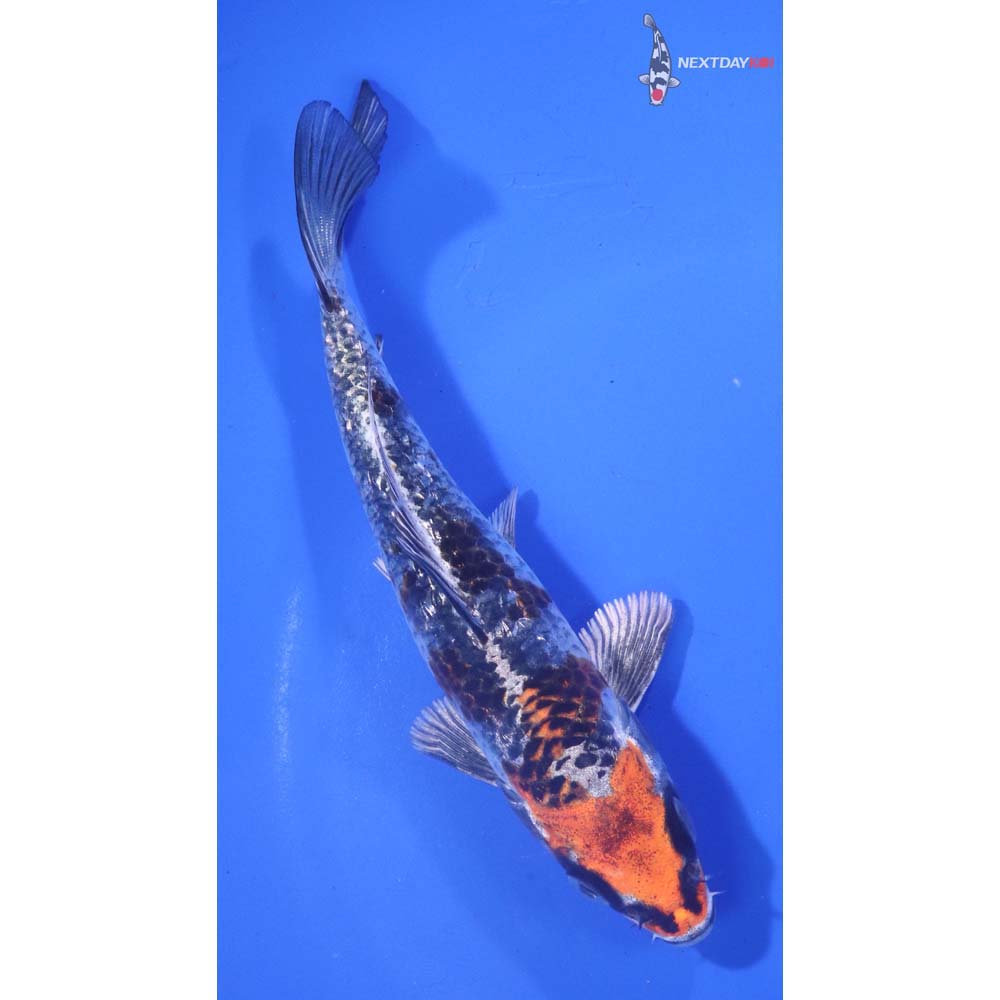 5.5” Imported Gin Rin Kujaku