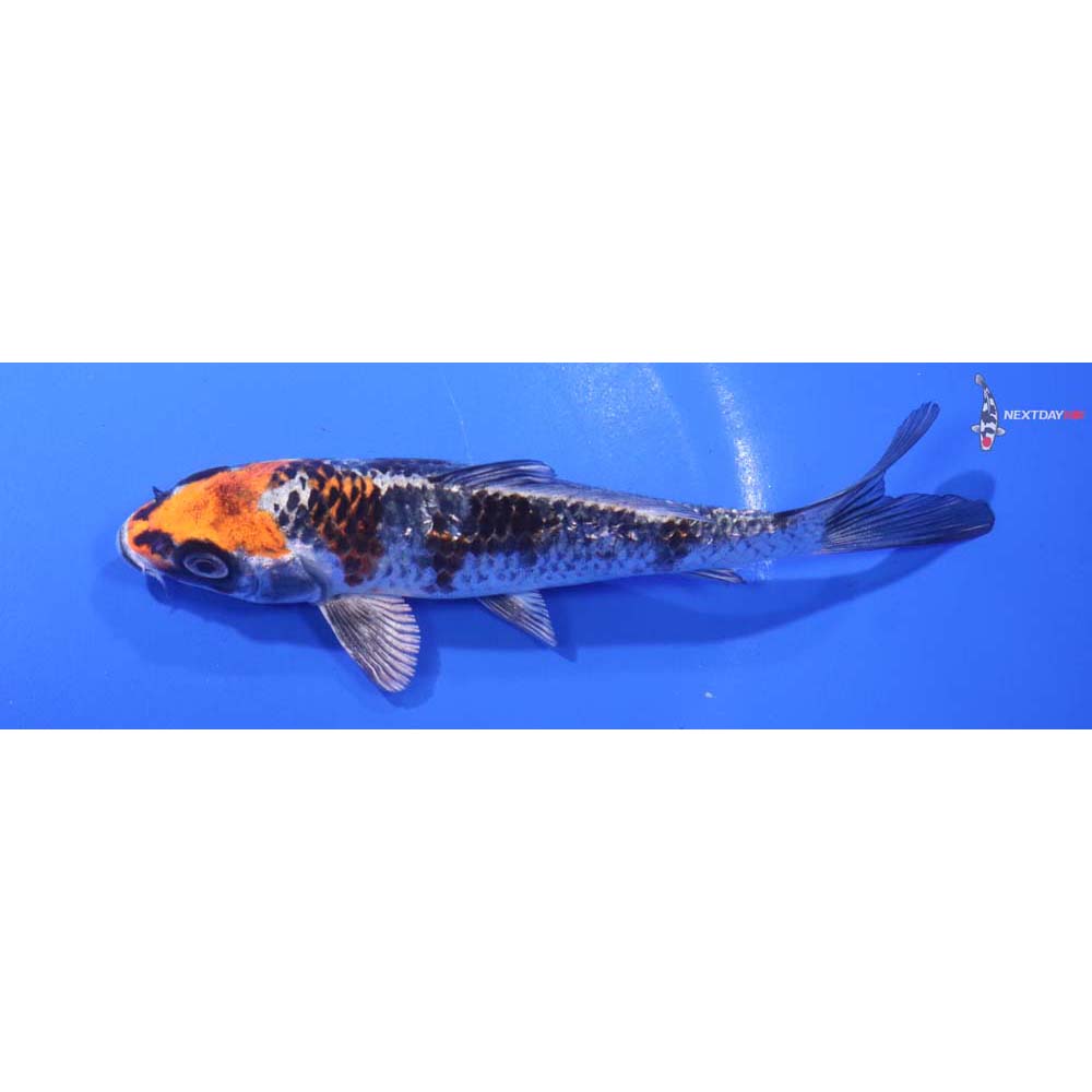 5.5” Imported Gin Rin Kujaku