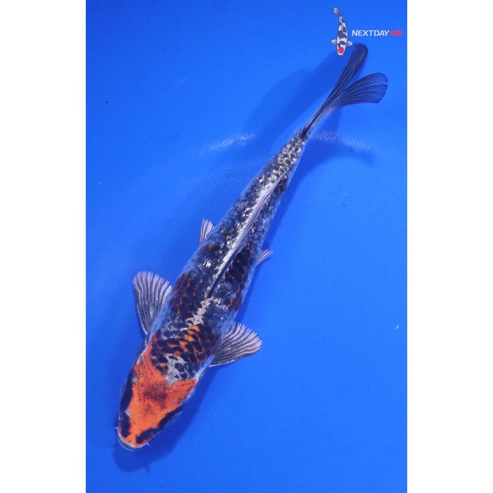 5.5” Imported Gin Rin Kujaku