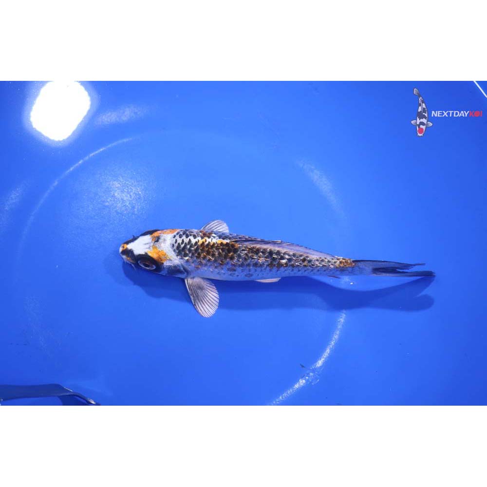 5.5” Imported Gin Rin Kujaku