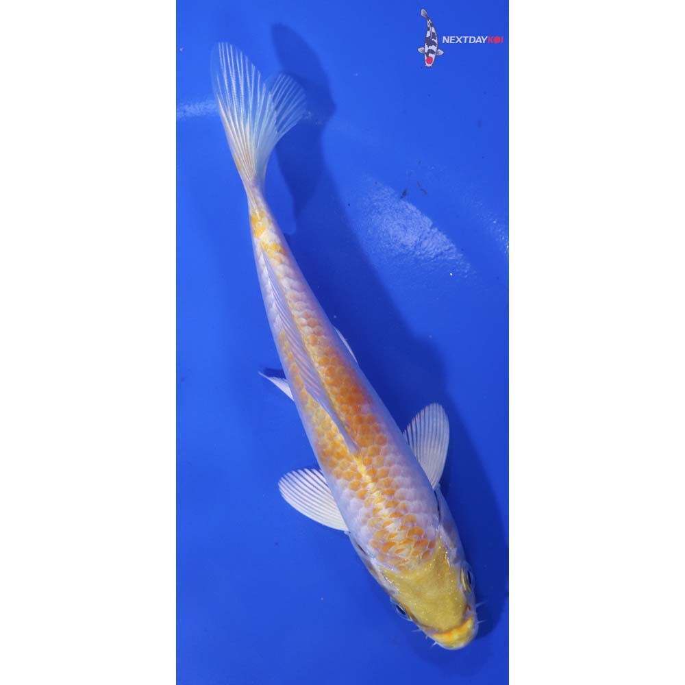 5.5” Imported Lemon Hariwake