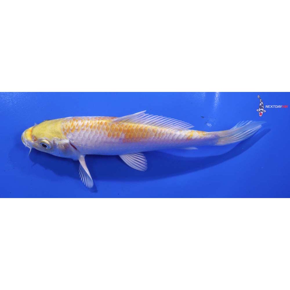 5.5” Imported Lemon Hariwake