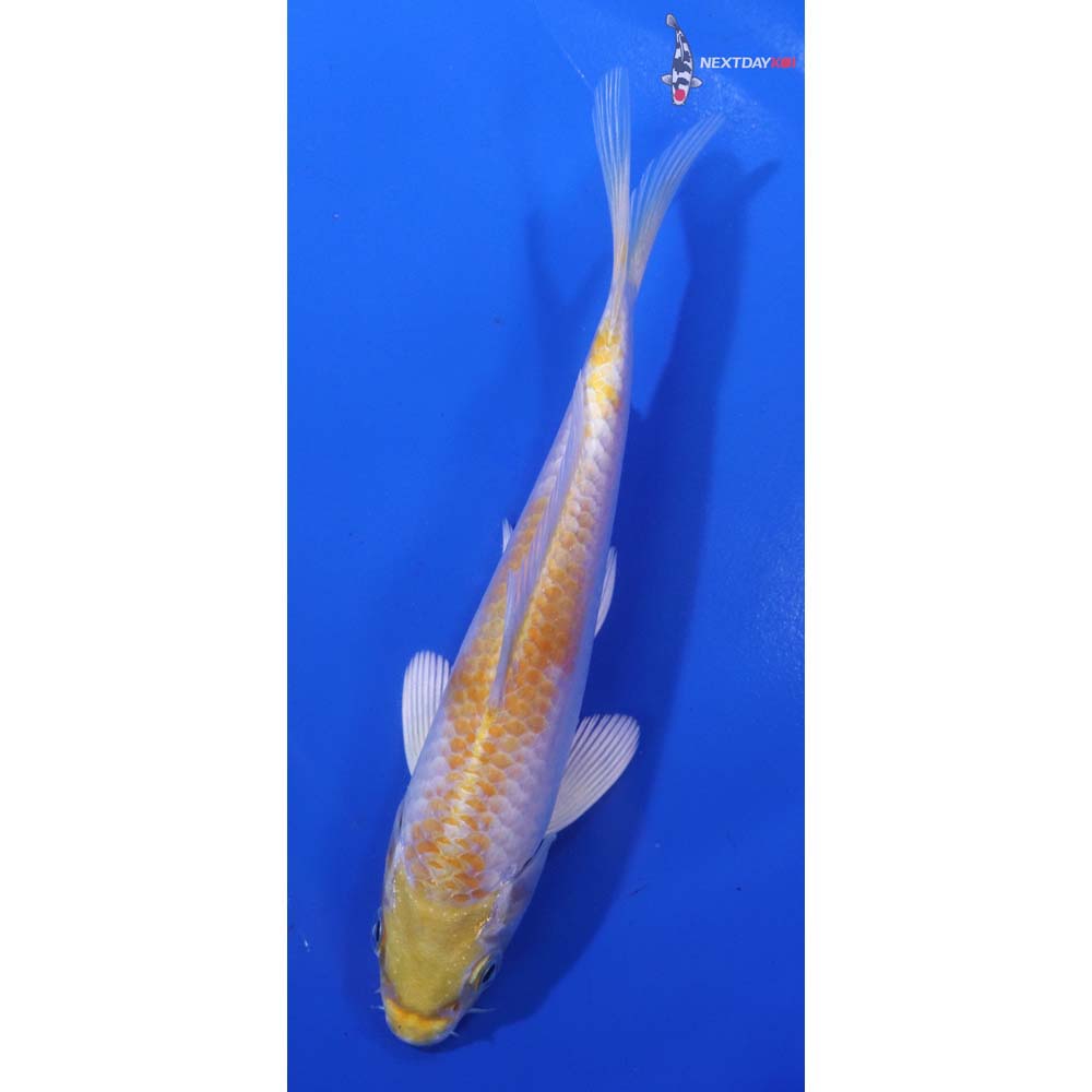 5.5” Imported Lemon Hariwake
