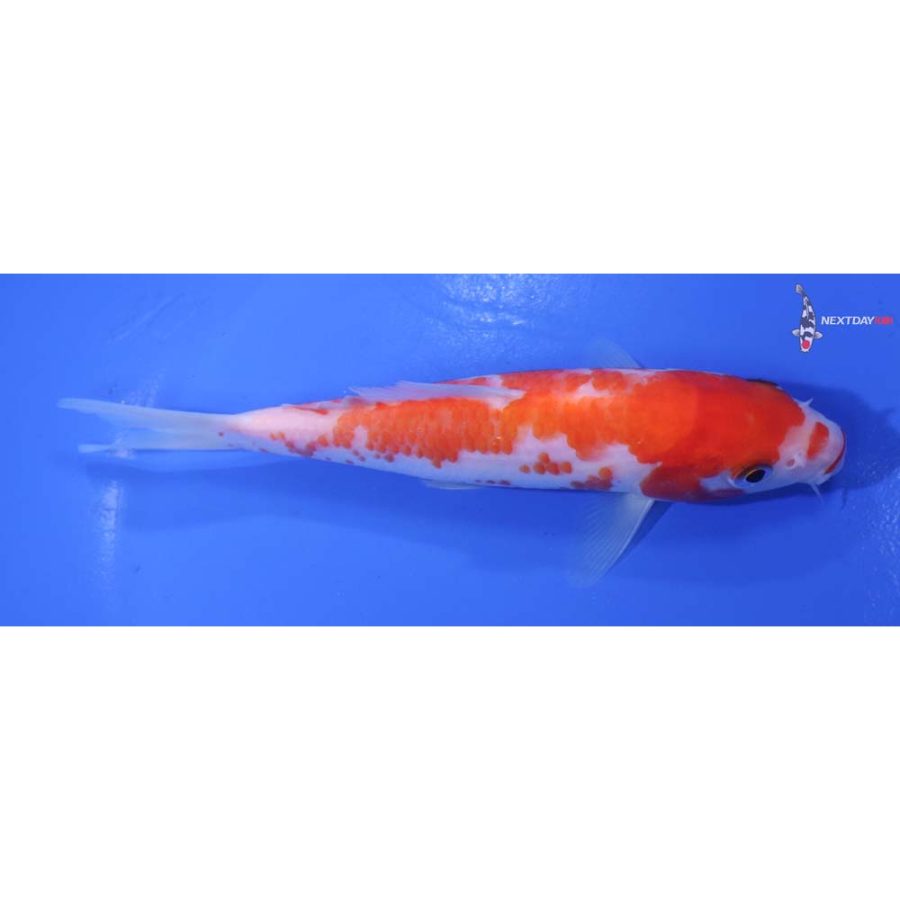 6” Imported Kohaku