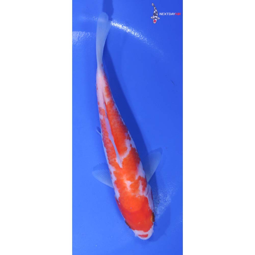 6” Imported Kohaku