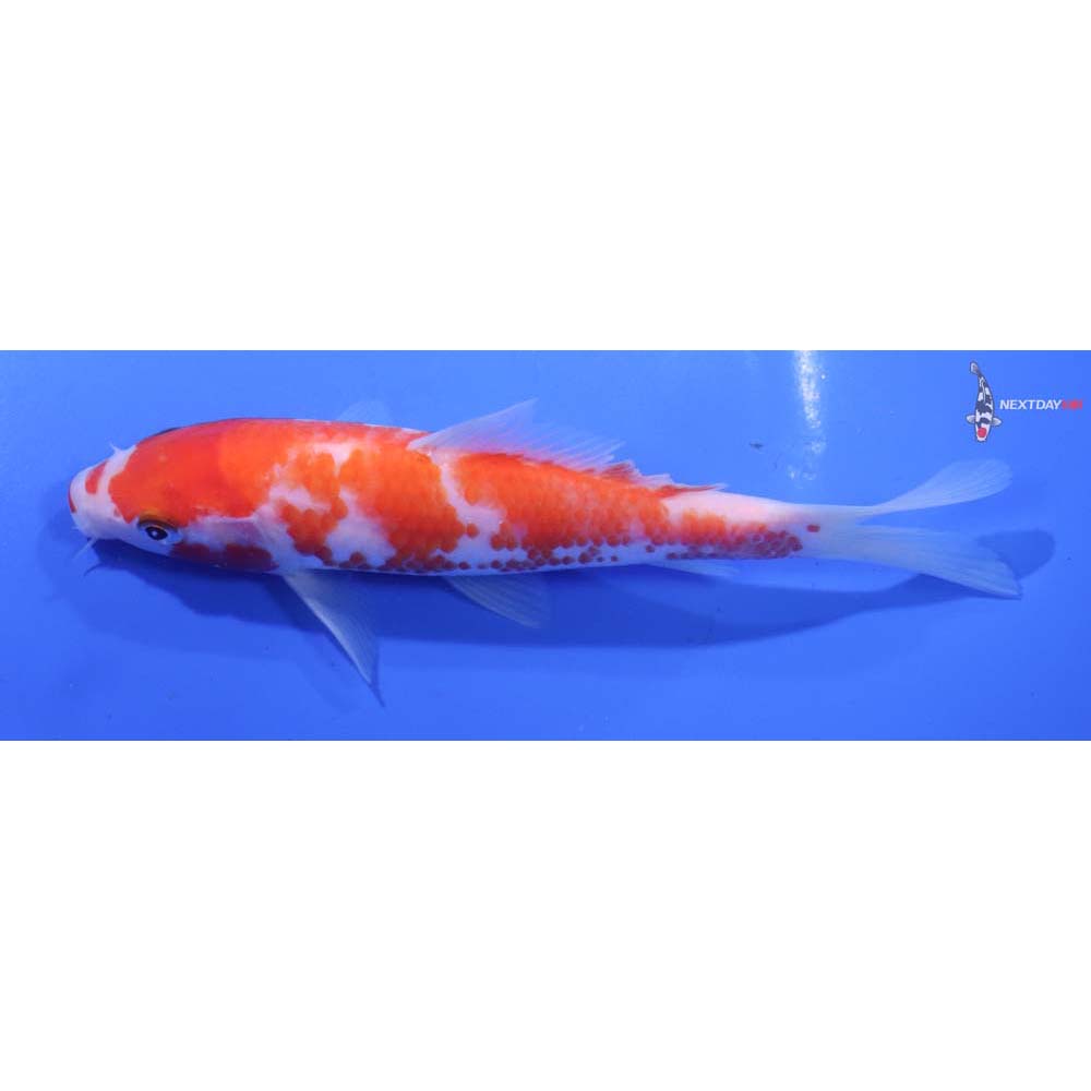 6” Imported Kohaku