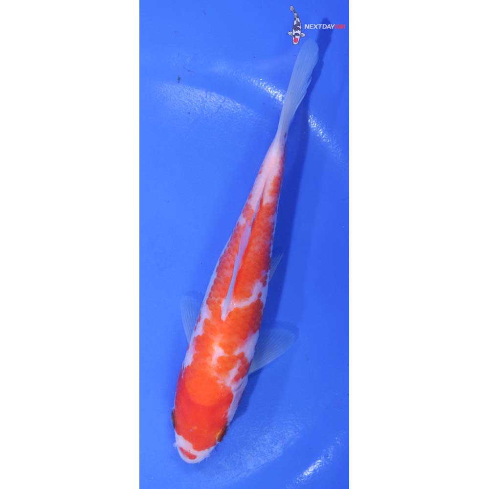 6” Imported Kohaku