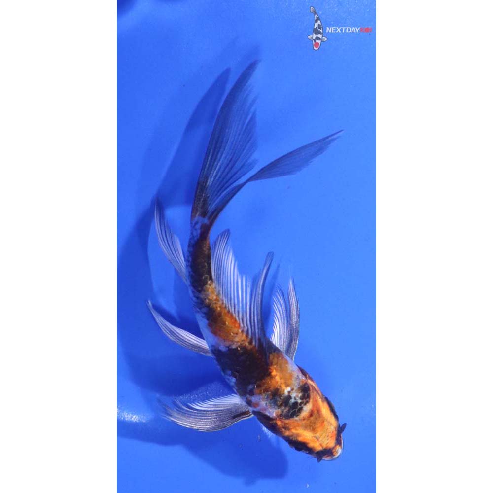 4.5” Imported Kin Showa Butterfly Koi