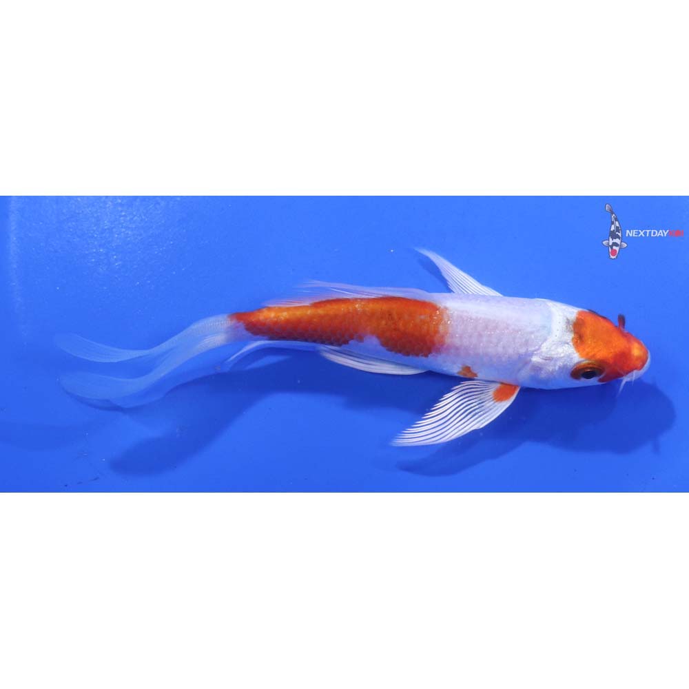 4.5” Imported Hariwake Butterfly Koi