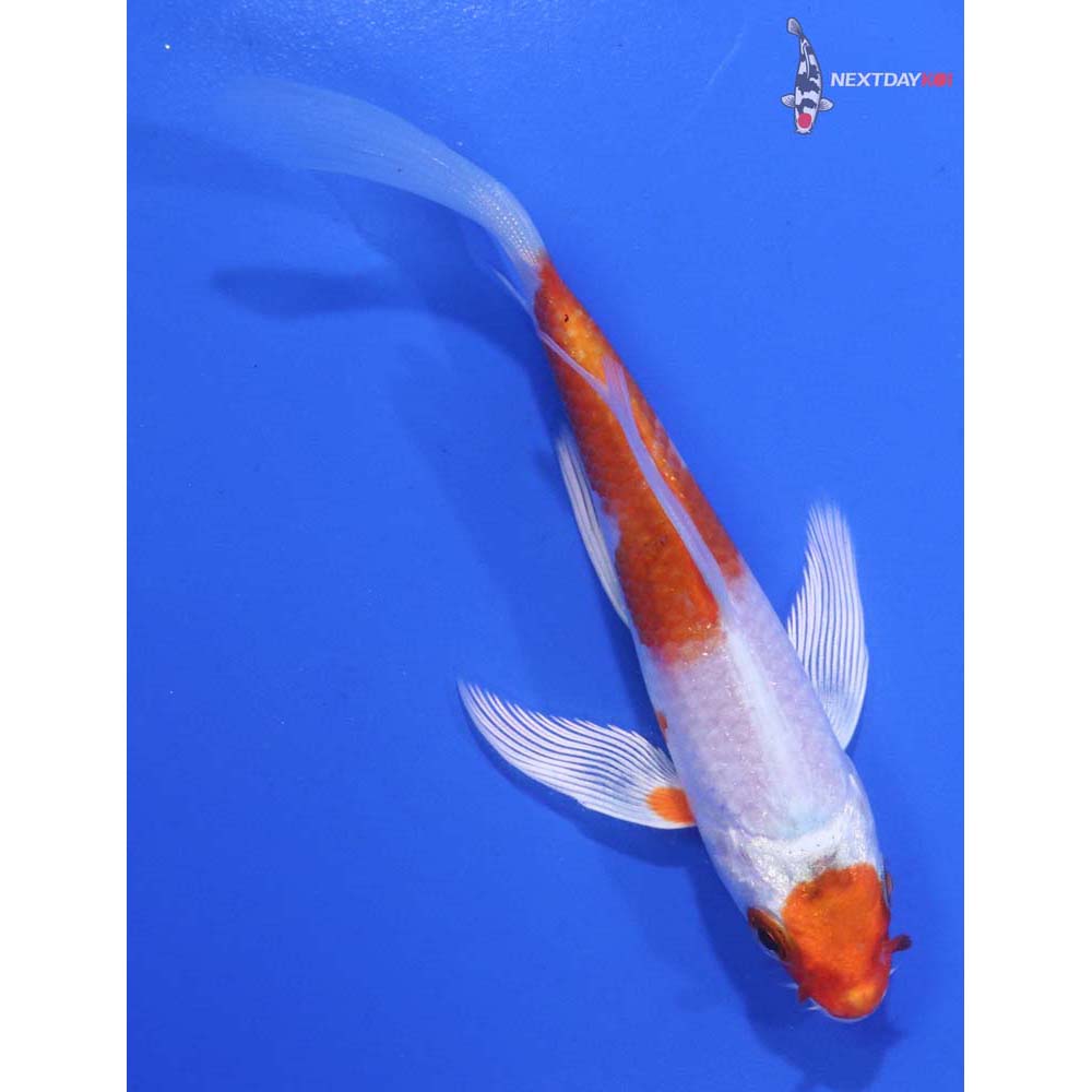 4.5” Imported Hariwake Butterfly Koi