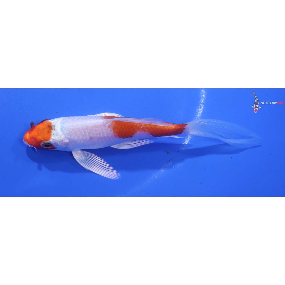 4.5” Imported Hariwake Butterfly Koi