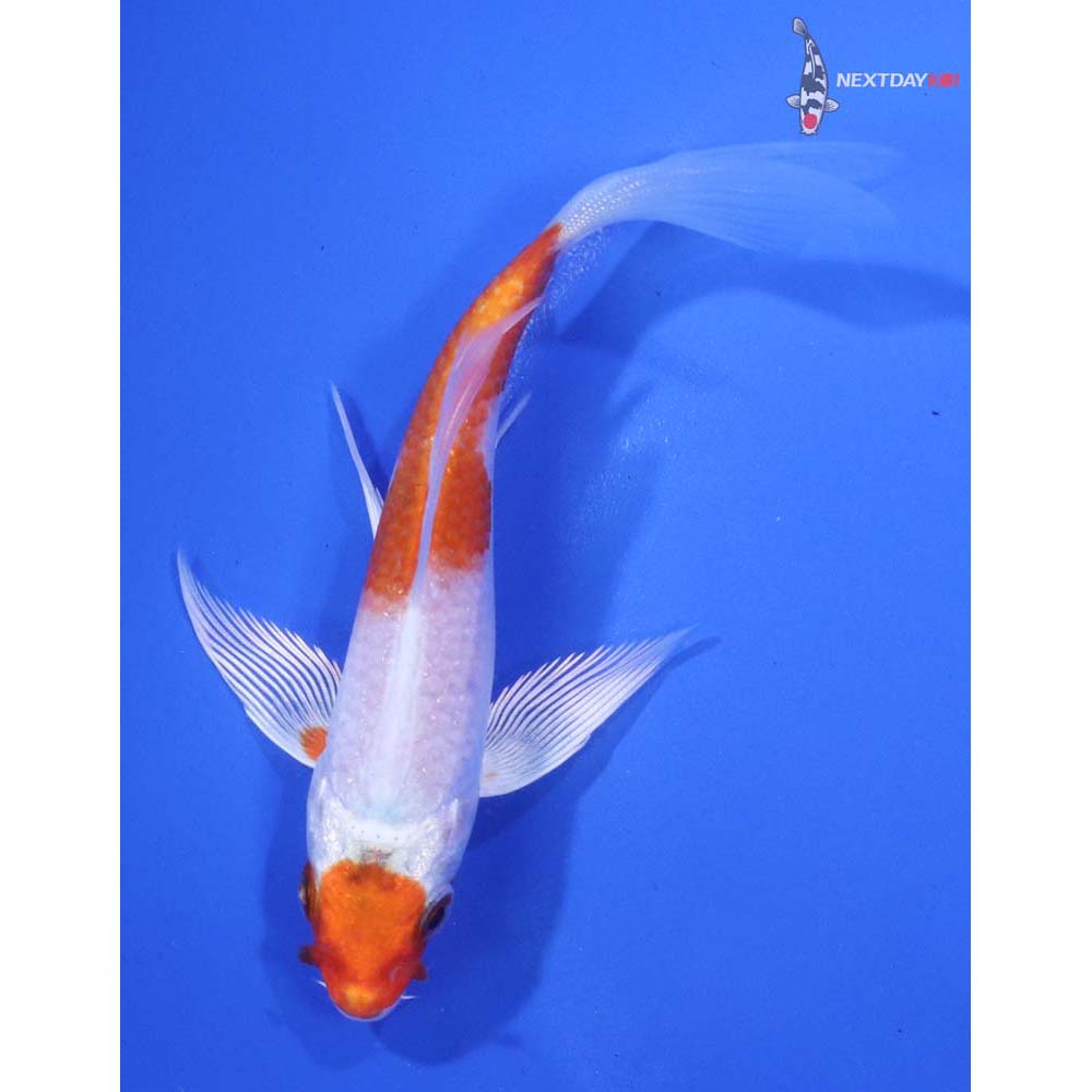 4.5” Imported Hariwake Butterfly Koi