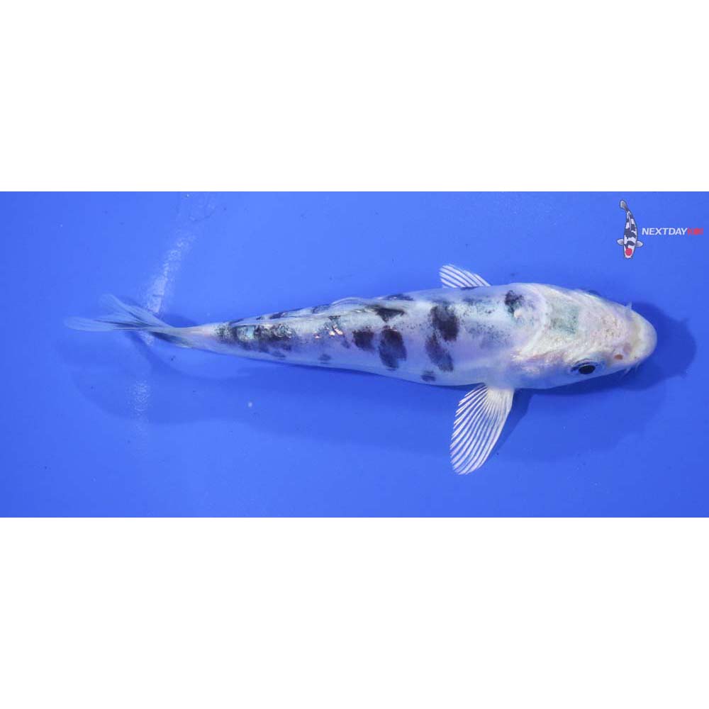 4.5” Imported Doitsu Gin Shiro Bekko