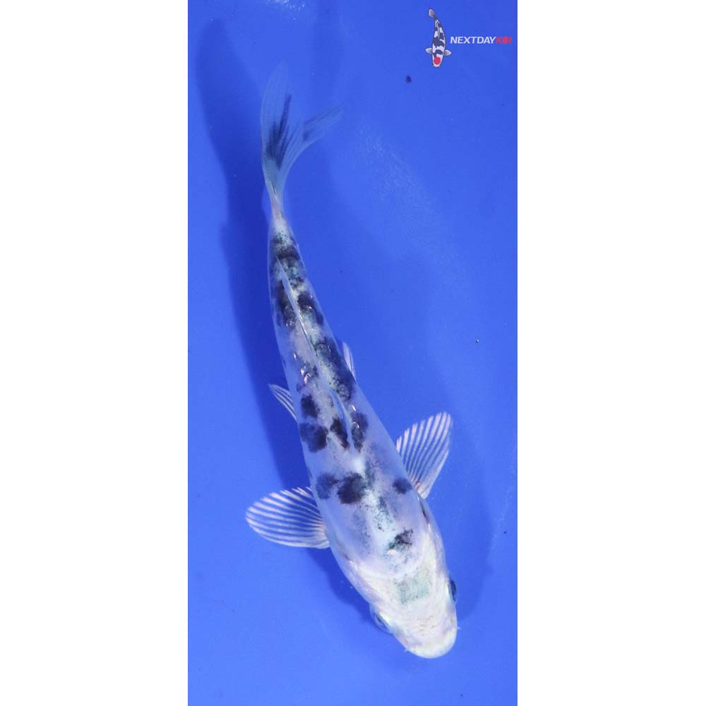 4.5” Imported Doitsu Gin Shiro Bekko