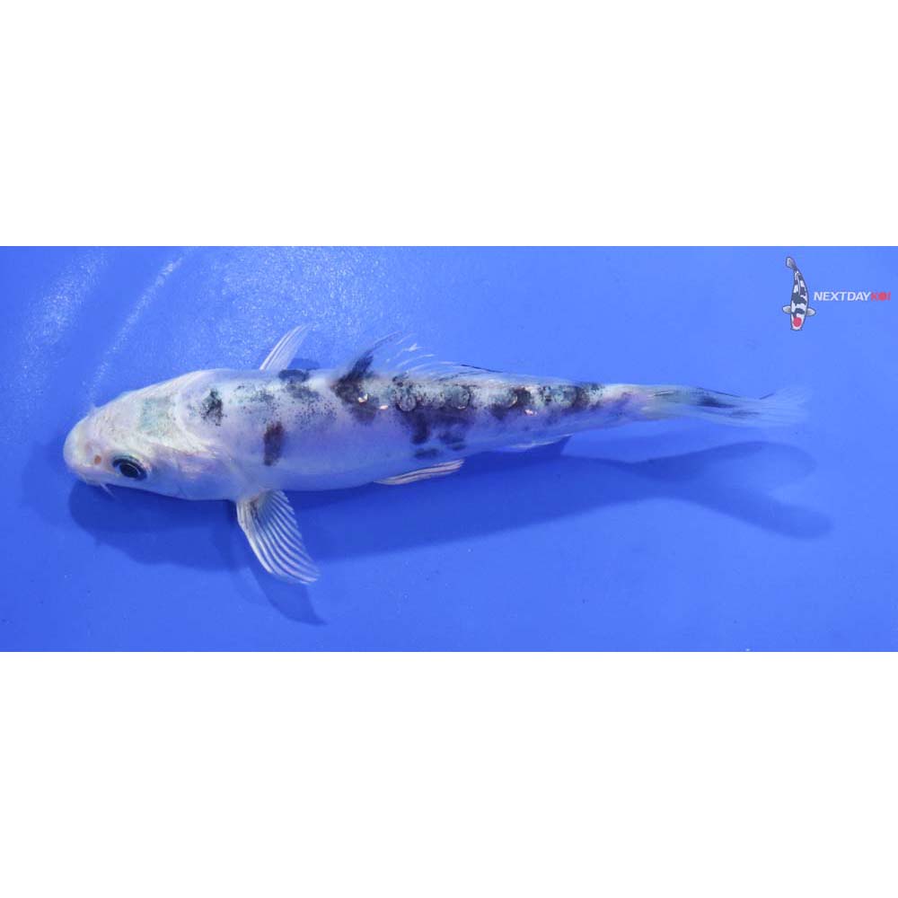 4.5” Imported Doitsu Gin Shiro Bekko