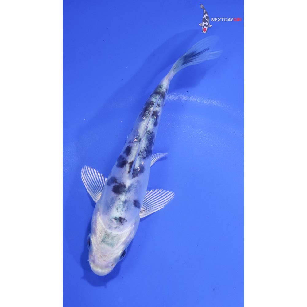 4.5” Imported Doitsu Gin Shiro Bekko