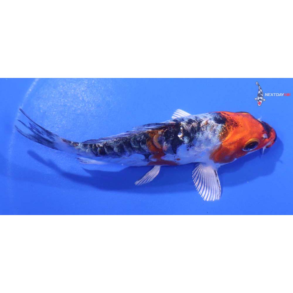 4.5” Imported Heisei Nishiki