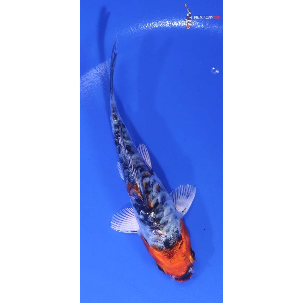 4.5” Imported Heisei Nishiki