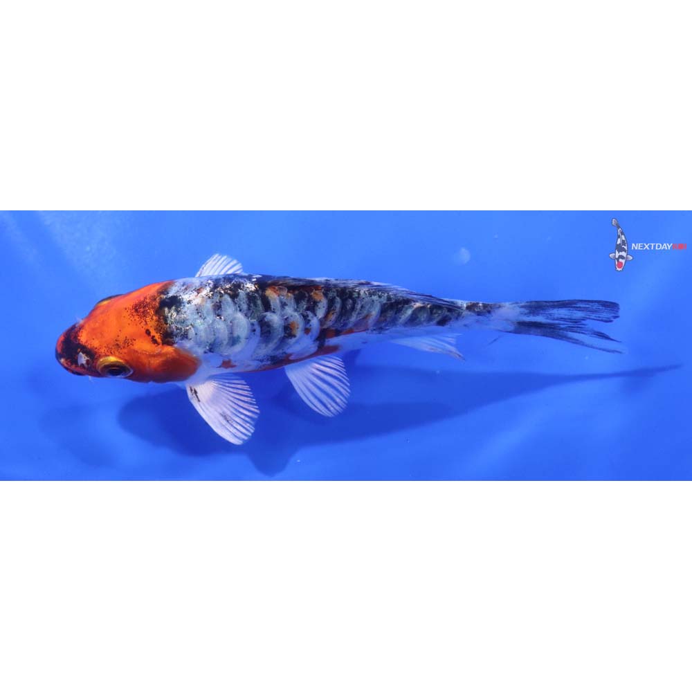 4.5” Imported Heisei Nishiki
