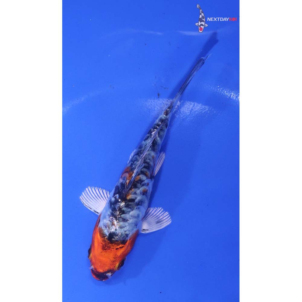 4.5” Imported Heisei Nishiki