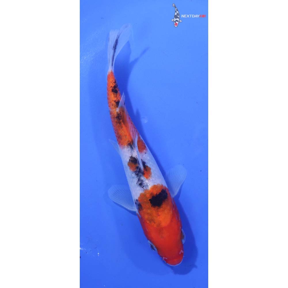 5” Imported Sanke