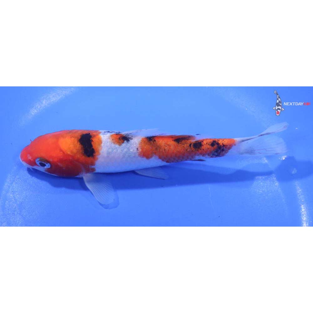 5” Imported Sanke