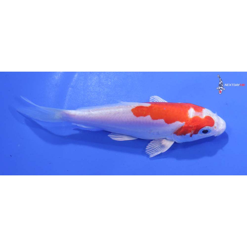 4” Imported Kikusui