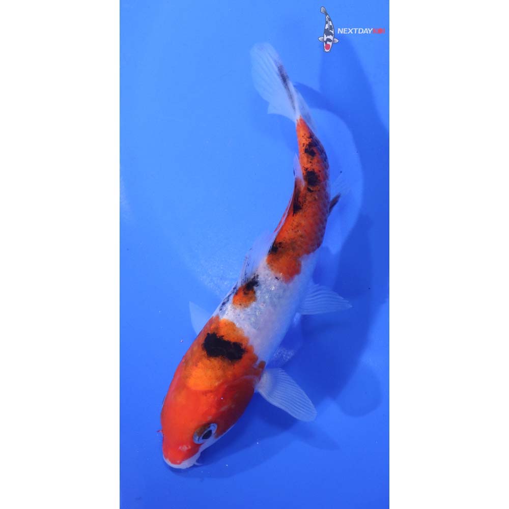 5” Imported Sanke