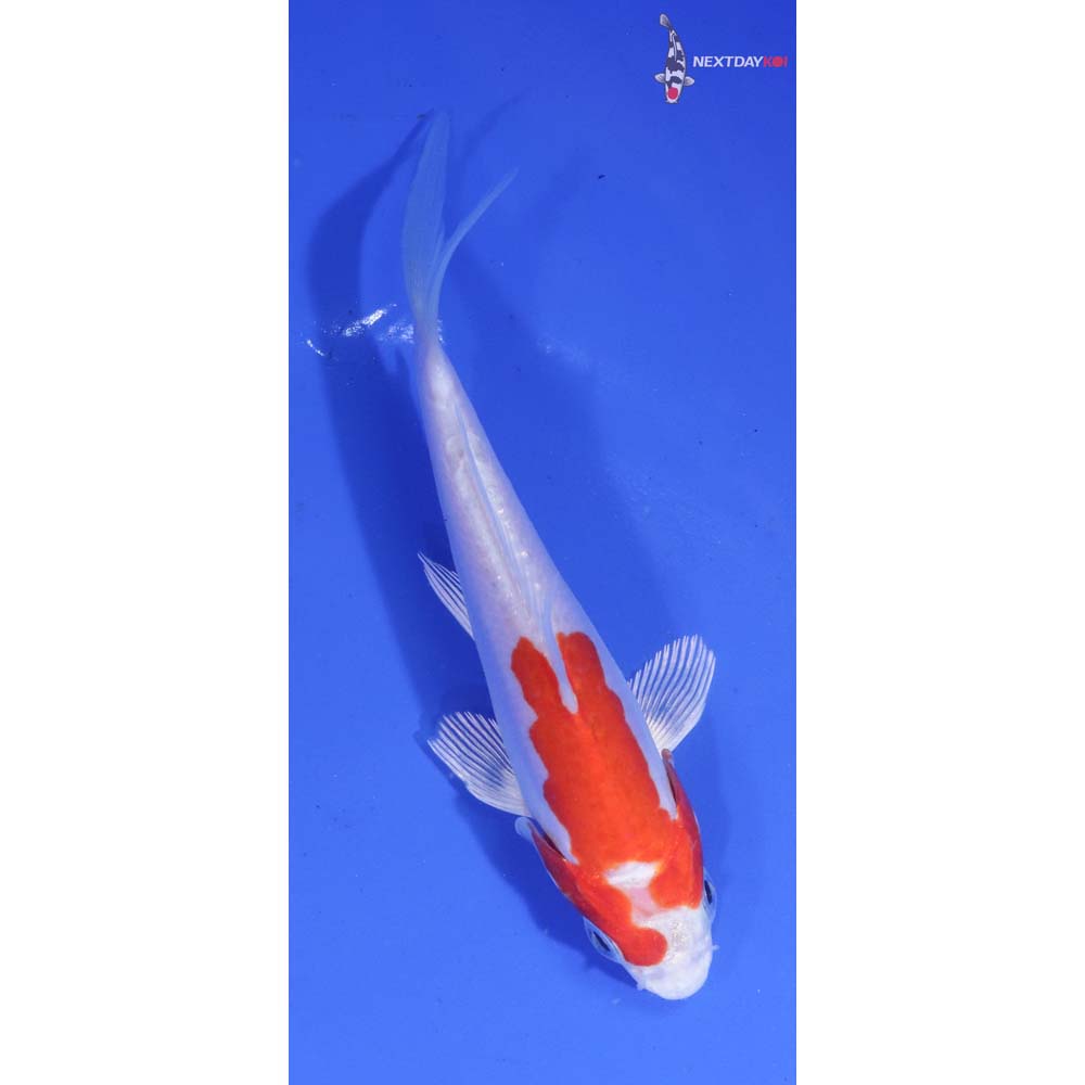 4” Imported Kikusui