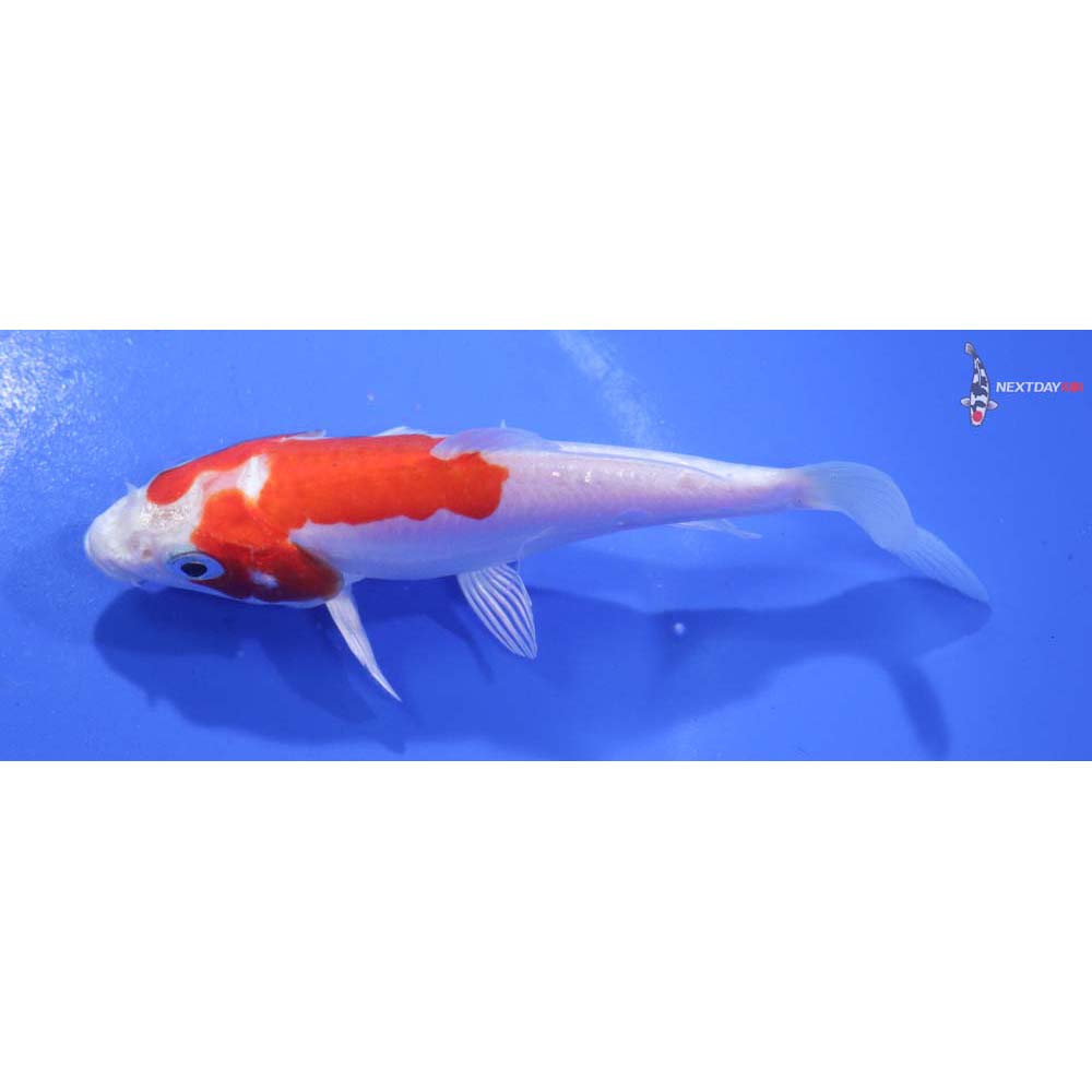 4” Imported Kikusui