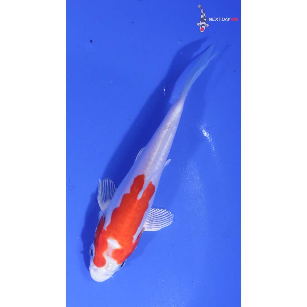 4” Imported Kikusui