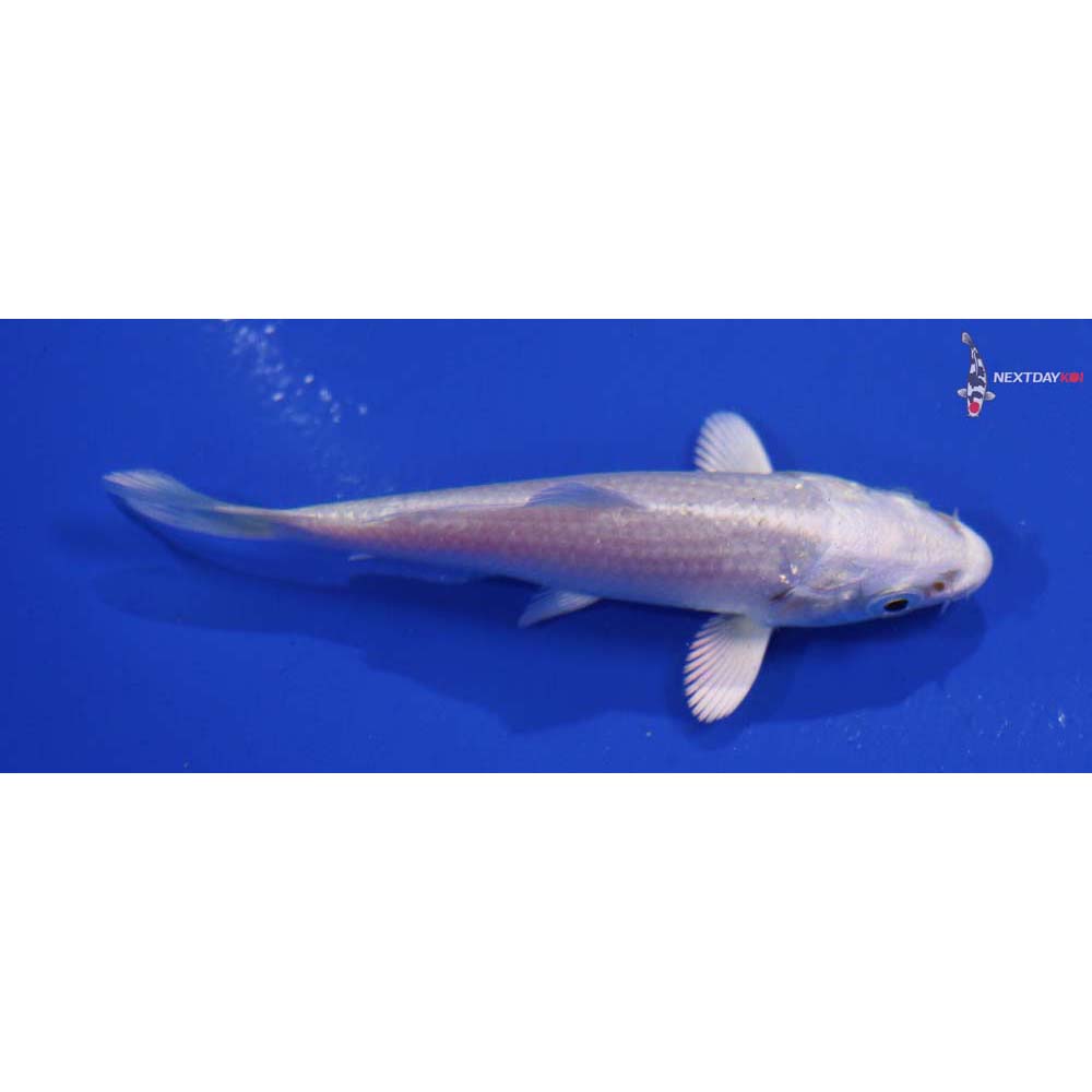 3” Imported Platinum Ogon
