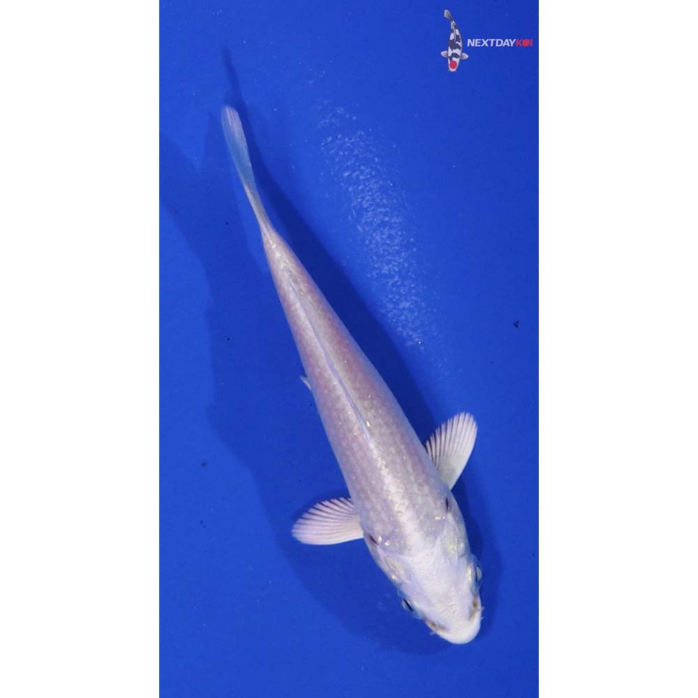 3” Imported Platinum Ogon