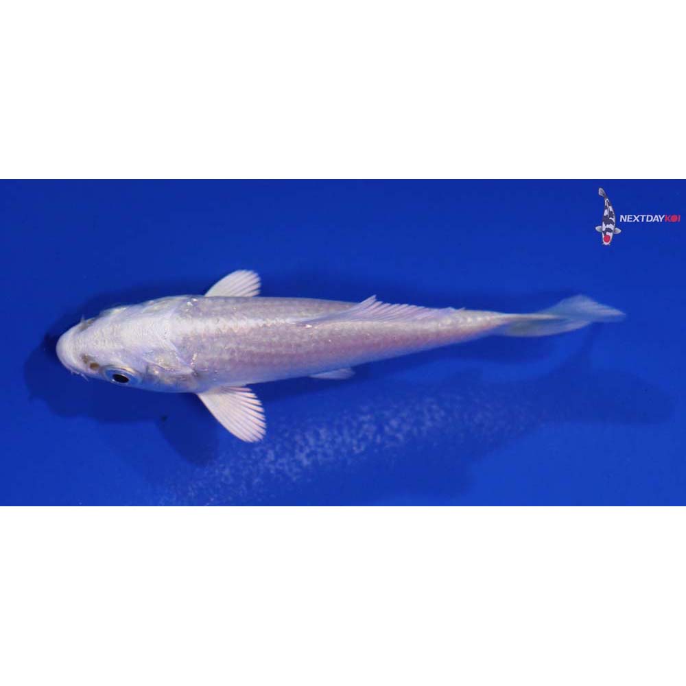 3” Imported Platinum Ogon
