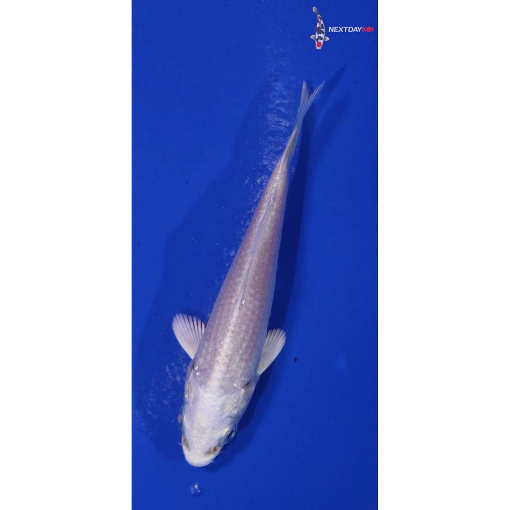 3” Imported Platinum Ogon