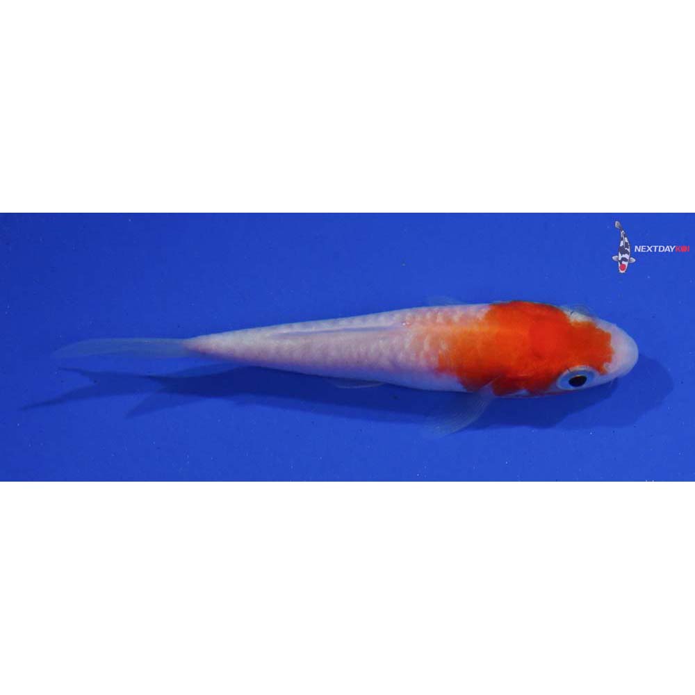 3” Imported Armor Scaled Kohaku