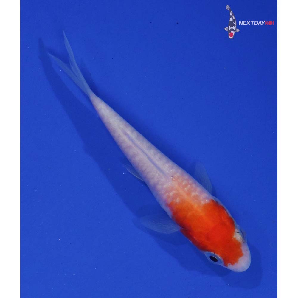 3” Imported Armor Scaled Kohaku