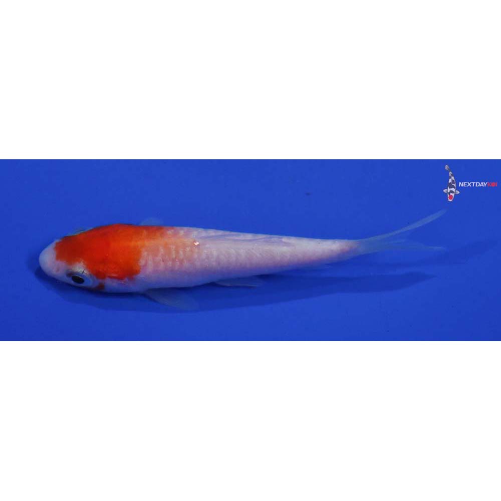 3” Imported Armor Scaled Kohaku