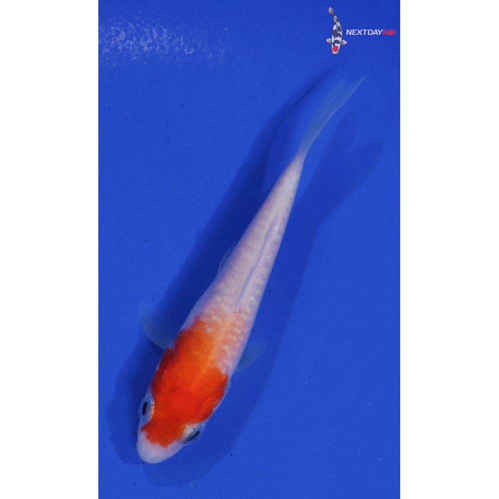 3” Imported Armor Scaled Kohaku