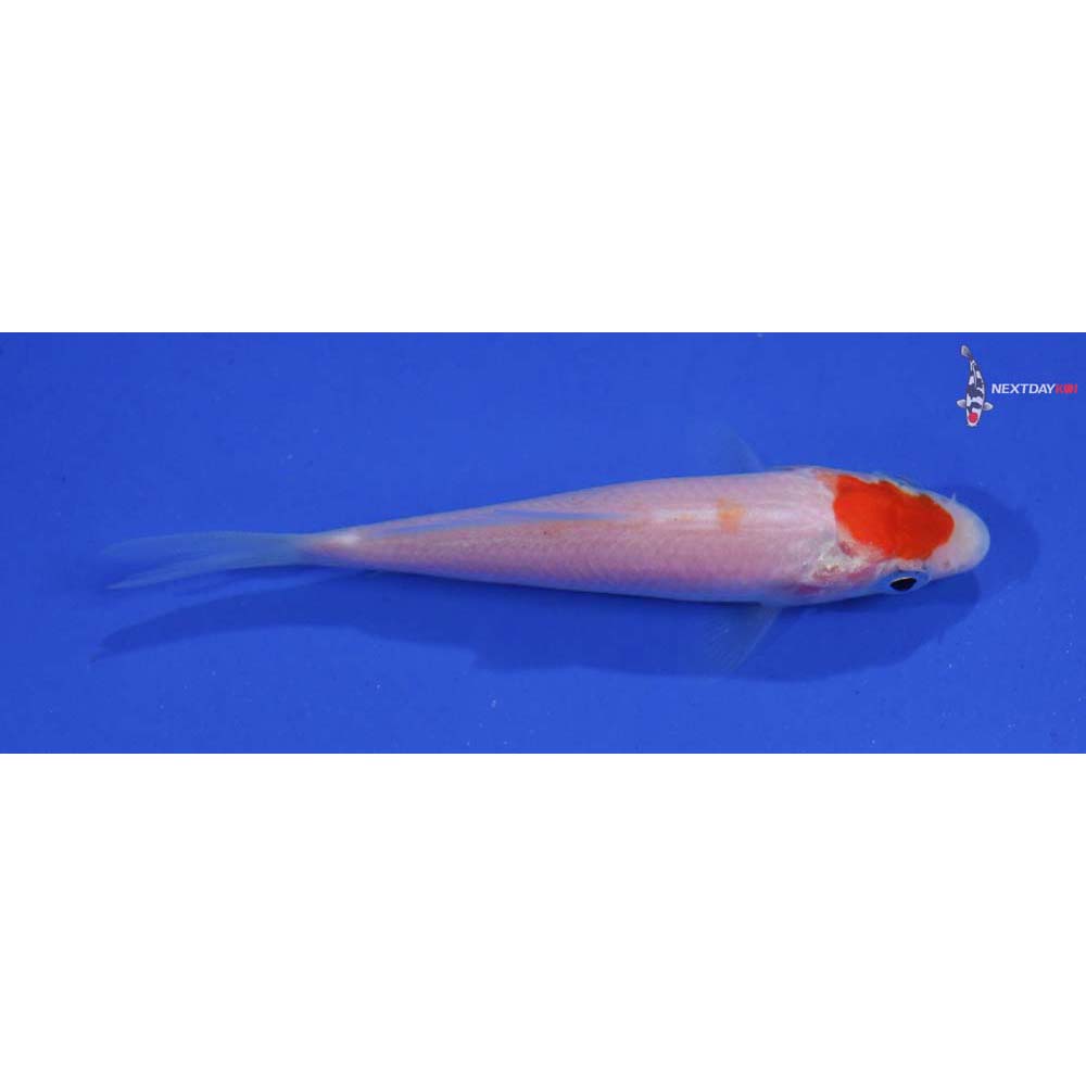 3” Imported Kohaku