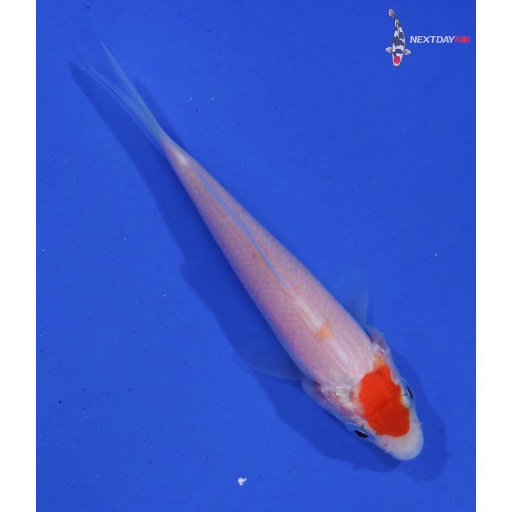 3” Imported Kohaku