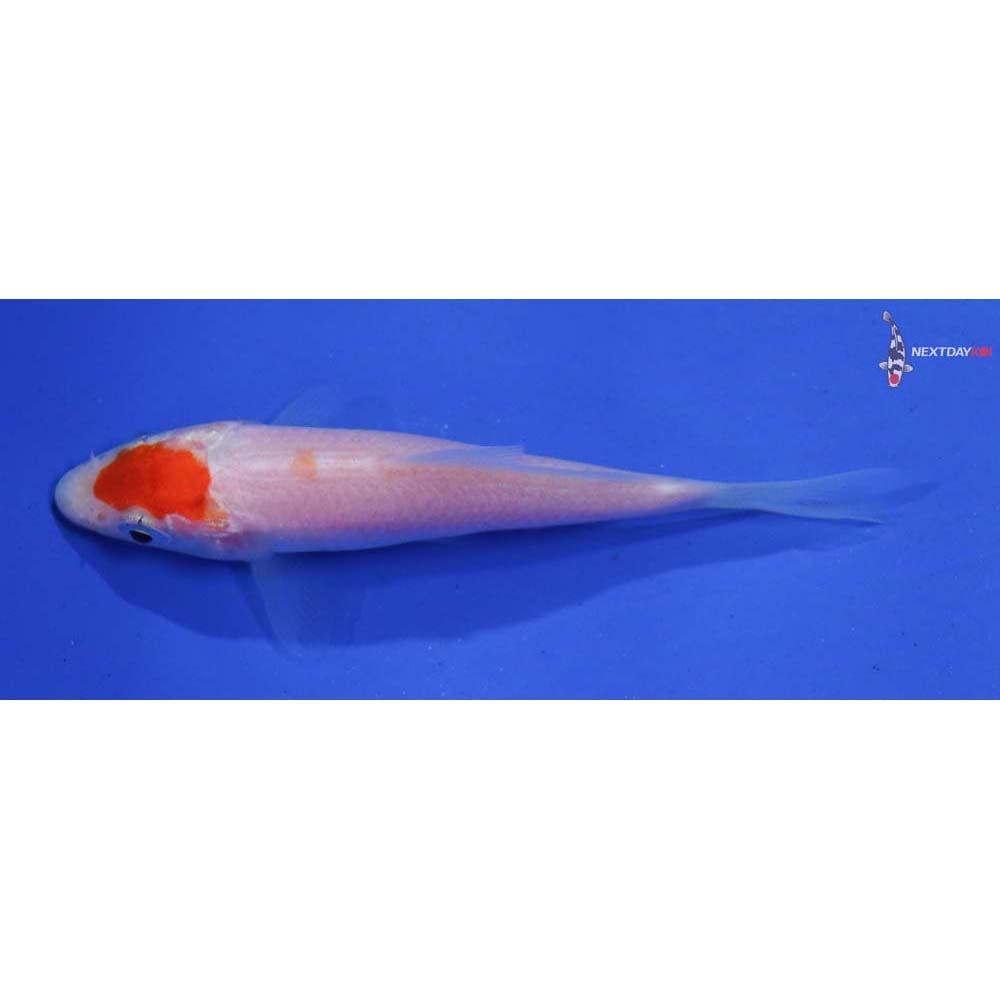 3” Imported Kohaku