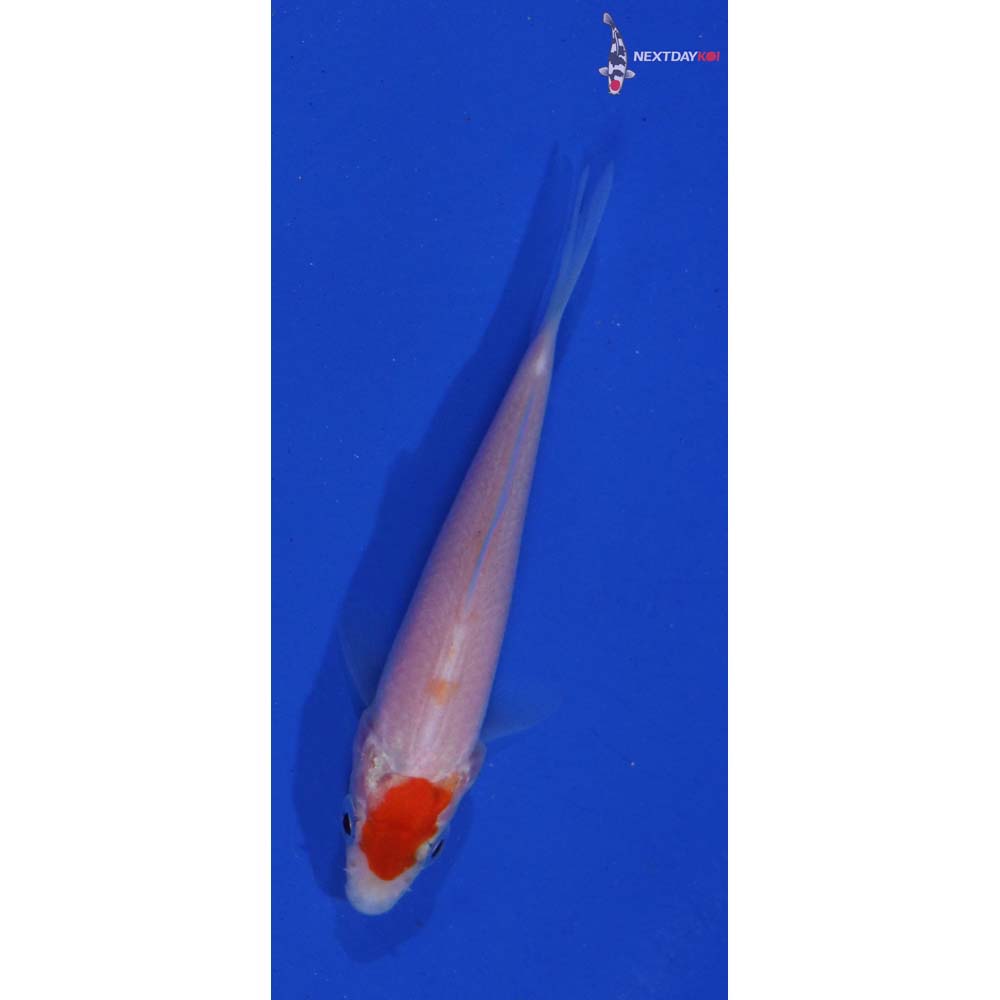 3” Imported Kohaku